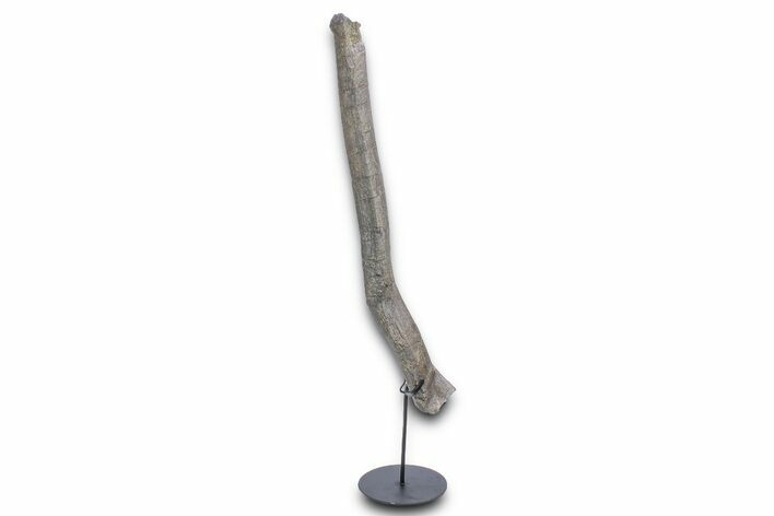 Fossil Sauropod Rib Section with Metal Stand - Colorado #339994